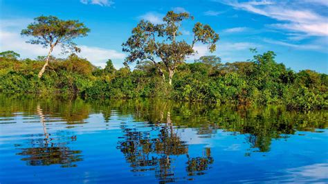 The BEST Amazon River Dolphin & Whale Watching 2022 - FREE Cancellation ...