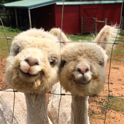 Just two alpacas smiling for a photo. : r/aww