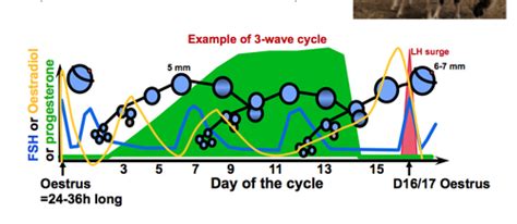 Oestrous Cycles Seasonality and Puberty Flashcards | Quizlet