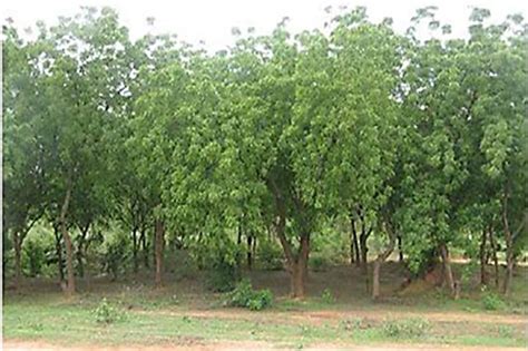 Neem tree plantation (Azadirachta Indica) Source: Adapted from (Naibbi... | Download Scientific ...