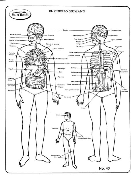 Esquema Cuerpo humano con nombres | Esquema del cuerpo humano, Cuerpo humano, Cuerpo