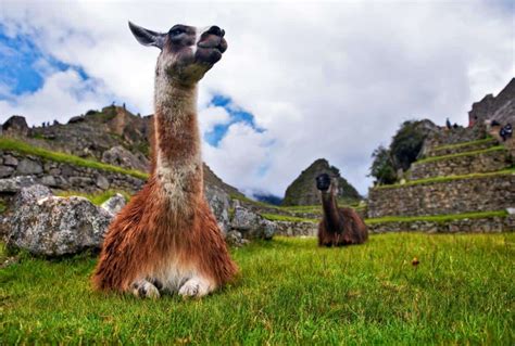 Difference Between Llama and Alpaca? - Peru Hop