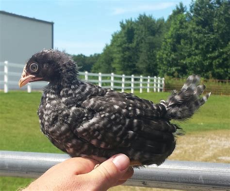 Plymouth Barred Rock - Funky Feathers Farm