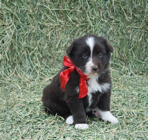 Australian Shepherd Puppies For Sale | Denver, CO #286805