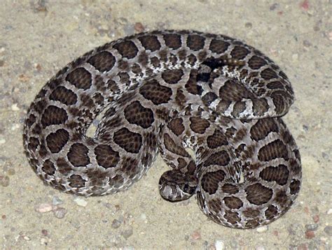 Colorado Rattlesnakes: What Sportsmen Should Know - Colorado Outdoors ...