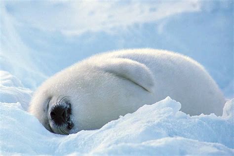 Baby Seal Wallpapers - Wallpaper Cave