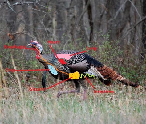 Turkey Anatomy-What the What?!?! - Strutting Tom.com