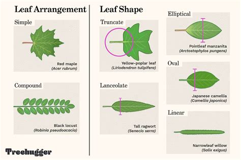 Types Of Leaves With Names