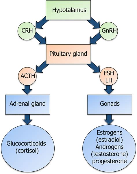 Frontiers Regulation Of The Immune System Development By | Free ...