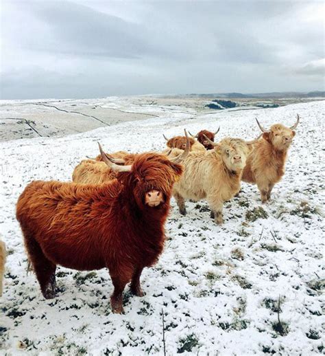 13 Photos Of Animals Posing For Their Highly Anticipated New Album