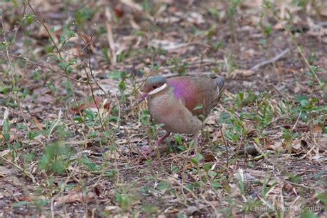 Key West Quail-Dove | The Key West Quail-Dove (Geotrygon chr… | Flickr