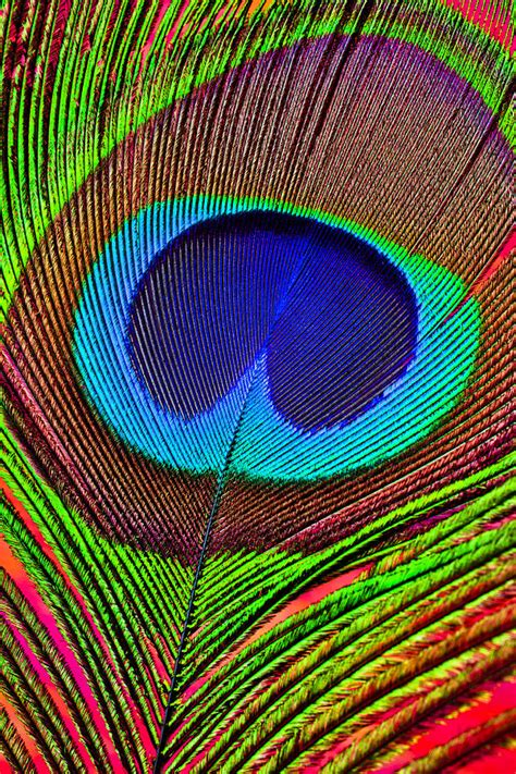 Peacock Feather Close Up Photograph by Garry Gay - Pixels