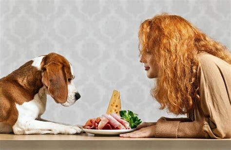 Dog Food Recipes & Diet - Inside Dogs World