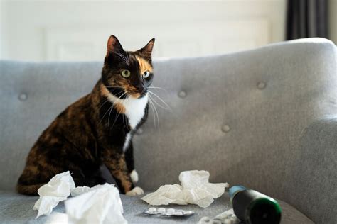 Free Photo | Cute cat sitting on couch with tissues and medicine