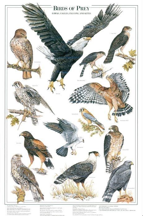 Birds of Prey Identification Chart (Eagles, Hawks, Kites) | Birds of ...