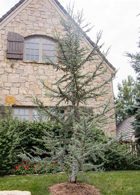 Cedar Blue Atlas - Tree Top Nursery & Landscape Inc.