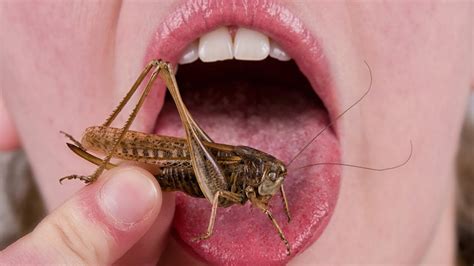 People Eat Insects For The First Time - YouTube