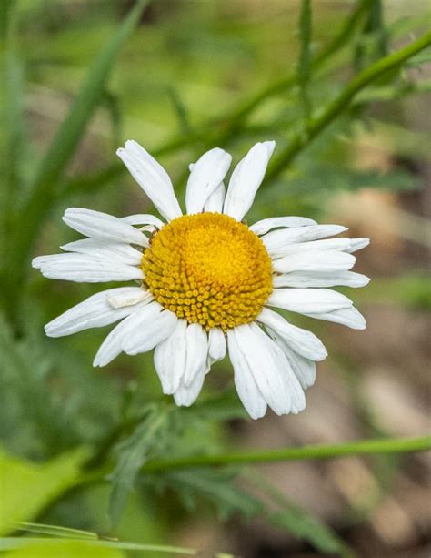 Foraging and Cooking Oxeye Daisy (Leucanthemum vulgare)