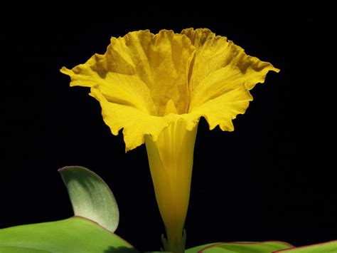 Costus spectabilis (Yellow Trumpet) - World of Flowering Plants