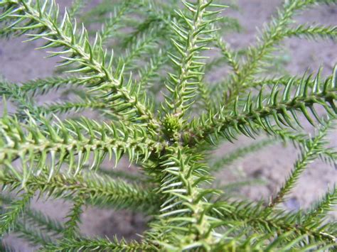 Coniferophyta - The Phyta Life Is The Life For Me