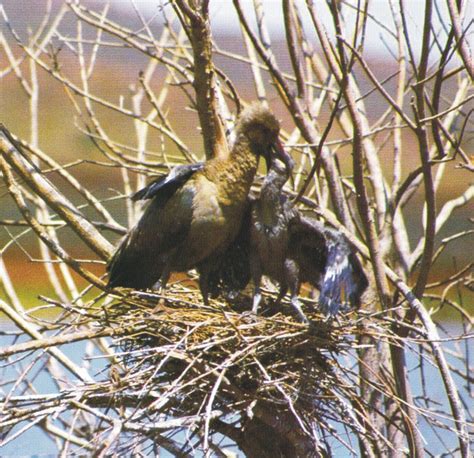 Birds: Hadeda Ibis Nesting Habits