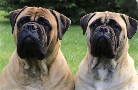 About the Breed – The American Bullmastiff Association