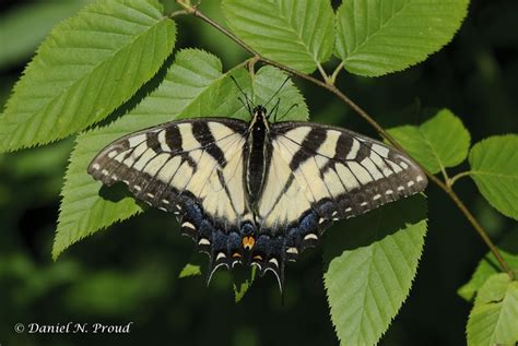 Caterpillar of the Eastern Tiger Swallowtail | danielproud