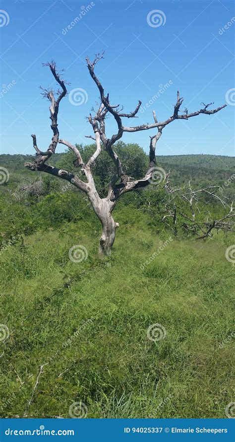 Amarula Tree stock image. Image of nature, amarula, beauty - 94025337