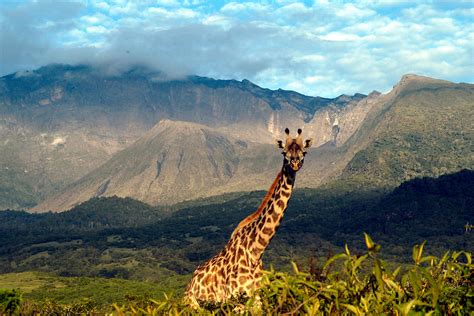 Arusha safari - Safaris in Arusha national park Tanzania