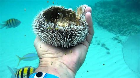 Cuba, Holguin, Snorkeling 3. Fish - YouTube