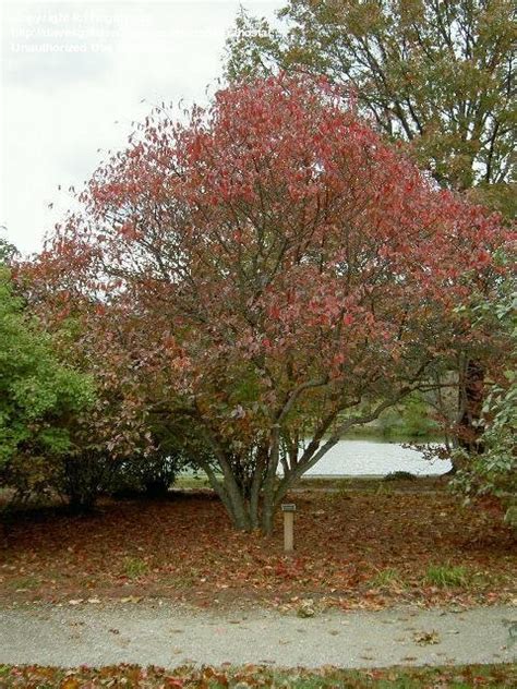 PlantFiles Pictures: Viburnum Species, Blackhaw Viburnum, Stagberry, Smooth Blackhaw (Viburnum ...