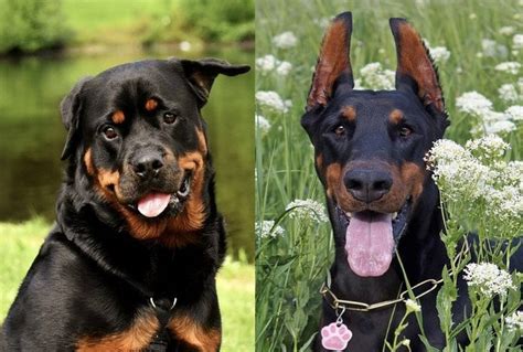 63+ Doberman Rottweiler German Shepherd Pitbull Mix - l2sanpiero