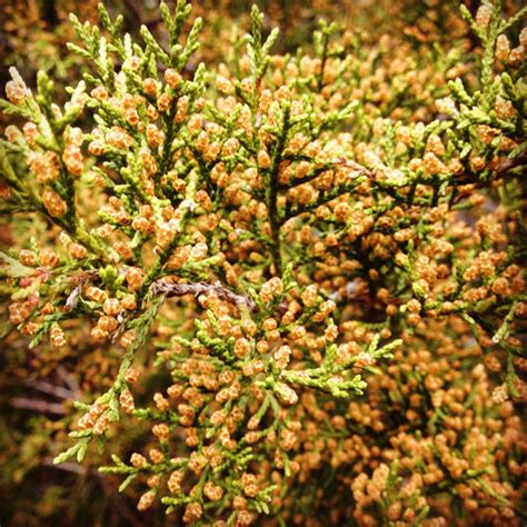 Cedar Fever Remedy | Easy Breather Nose & Sinus Herbs - Herbalogic