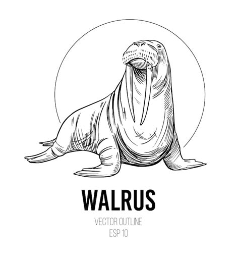 Premium Vector | Walrus sketch. vector illustration. black outline on a transparent background