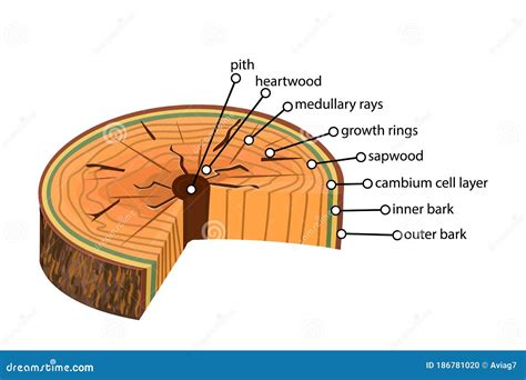 Woody Stems Vector Illustration | CartoonDealer.com #36587250