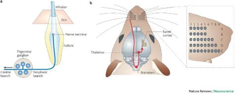 Whisker System Reveals How Neurons Communicate Touch: Sensing Mechanism ...