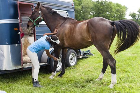 5 Steps To Groom Your Horse Like A Professional