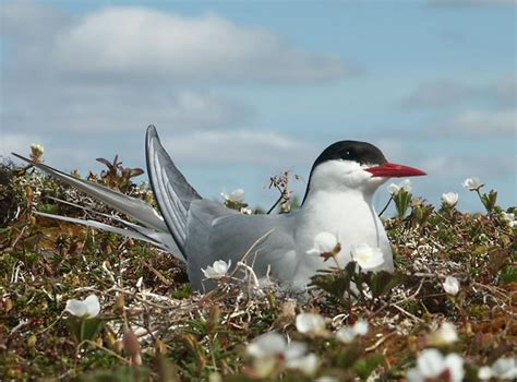 Arctic Tern - Sterna paradisaea | Wildlife Journal Junior