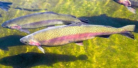 10 Fishy Facts About Rainbow Trout - The Fact Site