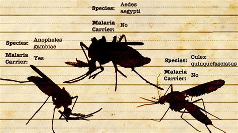 A beginner’s guide to mosquito identification - Wellcome Sanger Institute Blog