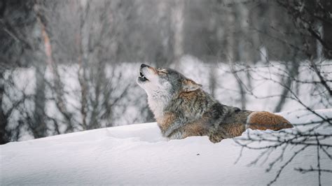 Wolf Howling In Snow