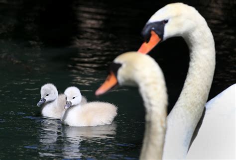 Baby swans born despite caretaker intervention