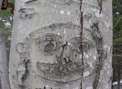 Arborglyphs carved into a Beech tree | Art history, Beech tree, Carving