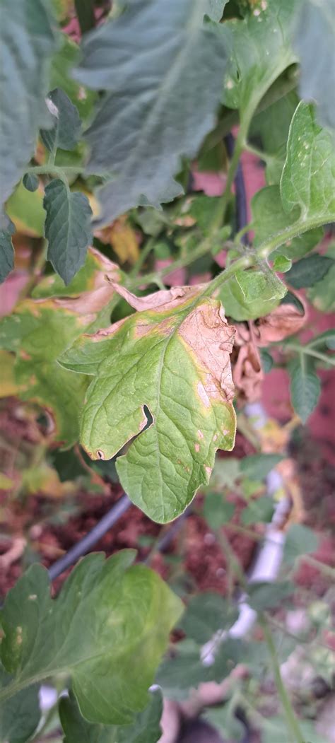 Tomato plant problems. : r/vegetablegardening