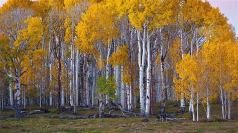 PlantWerkz: Silver Birch Tree - Betula Pendula