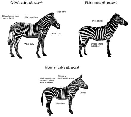 Zebra - Wikipedia