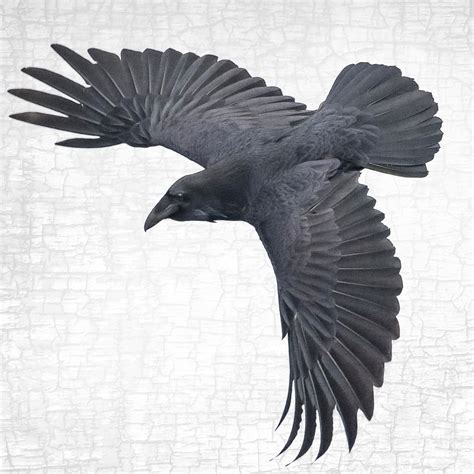 RAVEN'S WINGS - Fine Art Print, Raven Portrait Series - June Hunter Images