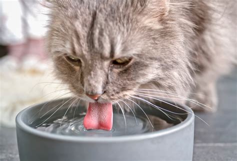 Why Is My Cat Drinking More Water?