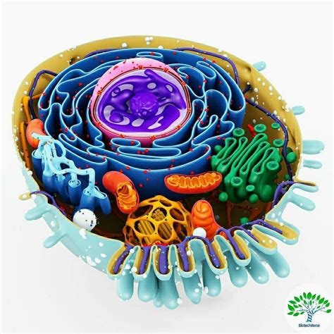 BiotechVerse on Instagram: “Model of the typical Animal Cell 🤩🤩😍 Scene include Animal Cell ...