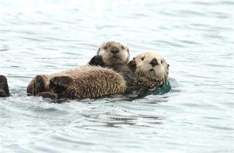 Cute Sea Otter Wallpapers - Top Free Cute Sea Otter Backgrounds - WallpaperAccess